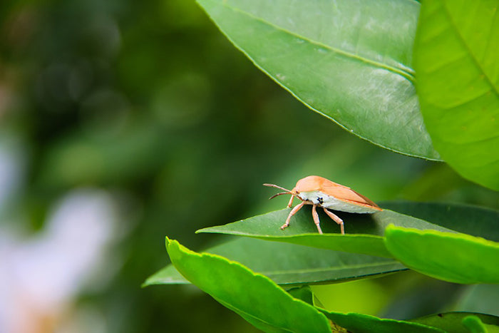 Fenómeno global con insectos e insecticidas