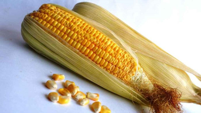 Control malas hierbas en el maíz