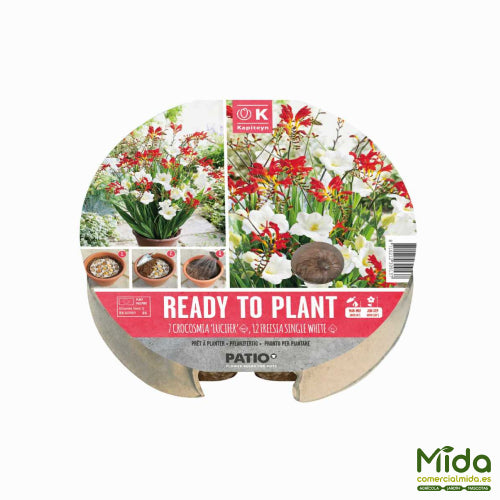 Kapiteyn Bulbos Listos para Plantar de Crocosmia Lucifer y Fresia Blanca Individual