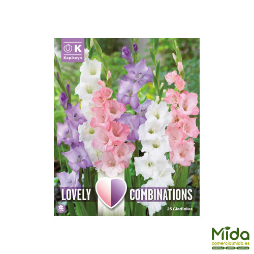 Kapiteyn Bulbos Combinados de GLADIOLOS blancos, azules y rosas