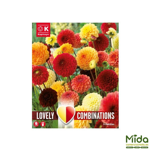 Kapiteyn Bulbos Combinados de DAHLIA BOLA o Pompón Roja, Naranja y Tonos Amarillos