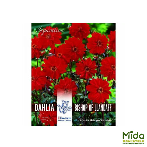 Kapiteyn Bulbos DAHLIA BISHOP OF LLANDAFF FLOLLAJE BRONCE Y GRAN FLORACIÓN