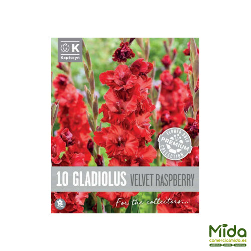 Kapiteyn Bulbos de GLADIOLOS VELVET TASPBERRY RUFFLED CHARMBERRY