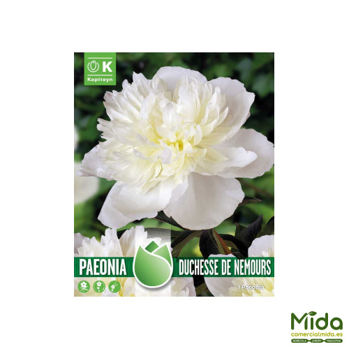 Kapiteyn Bulbos PEONIA DUQUESA DE NEMOURS HIGHLY FRAGRANT CLASSIC VARIETY FROM 1856