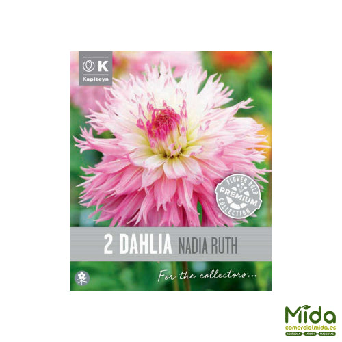 Kapiteyn Bulbos de DAHLIA FIMBRIATA NADIA RUTH