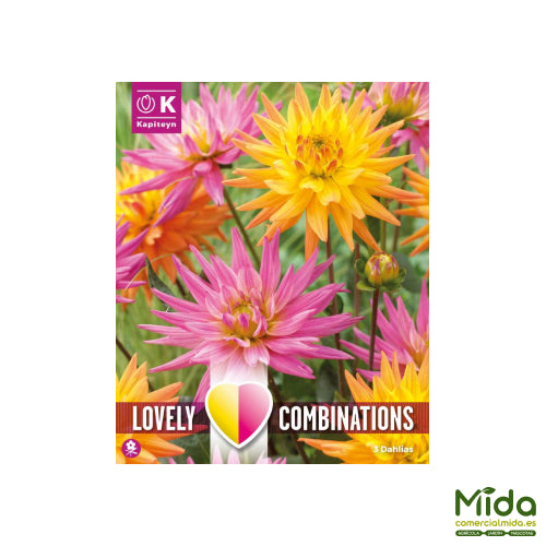 Kapiteyn 
 Bulbos Combinados de DAHLIA DECORATIVA KARMA Rosa y Naranja