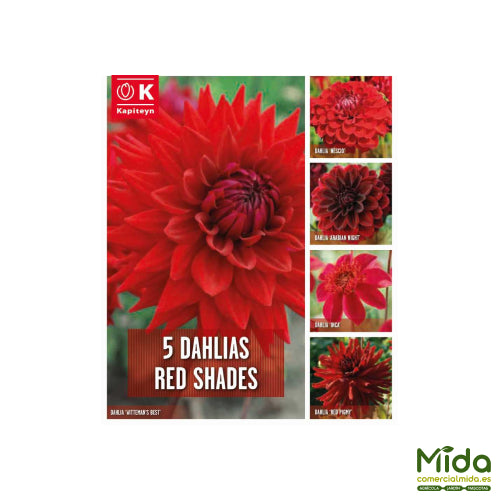Kapiteyn Bulbos Combinados de DAHLIAS en Tonos Rojos