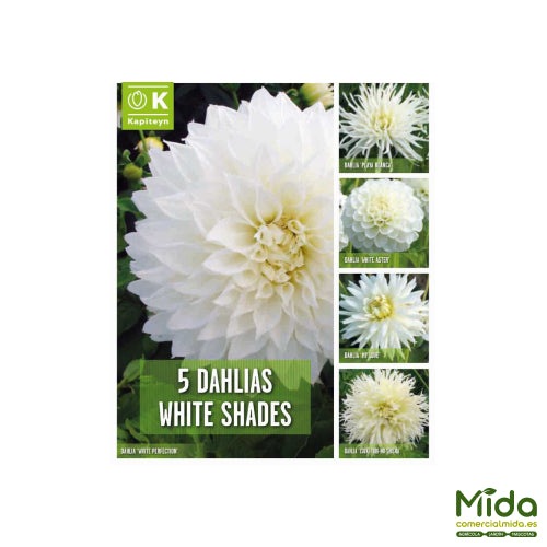 Kapiteyn Bulbos Combinados de DAHLIA tonos Blancos
