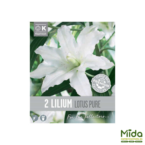 Kapiteyn Bulbos de LIRIO ORIENTAL DOBLE LOTO BLANCO o Lotus Pure