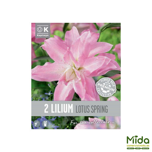Kapiteyn Bulbos de LIRIO ORIENTAL DOBLE LOTO ROSA o LOTUS PINK