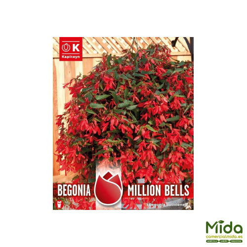 Kapiteyn Bulbos de BEGONIA BOLIVIENSIS O BOLICIANA MILLION BELL