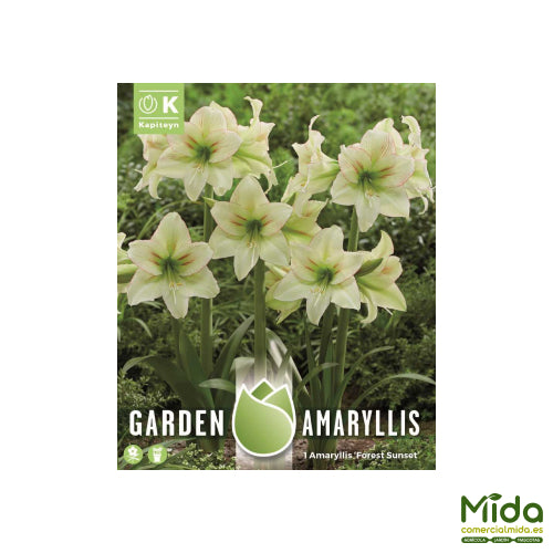 Kapiteyn Bulbos de AMARYLLIS FOREST SUNSET-Amaryllis Atardecer del bosque para jardines y patios