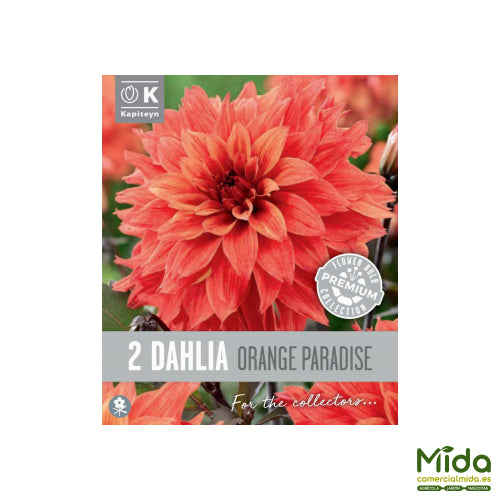 Kapiteyn Bulbos de DAHLIA DECORATIVA ORANGE PARADISE, o Paraíso Naranja