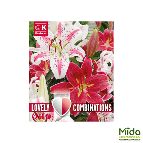 Kapiteyn Bulbos Combinados de LRIO ORIENTAL Rojo y Blanco