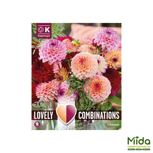 Kapiteyn Bulbos Combinados de DAHLIA JOLLY BALLS o Bolas Alegres