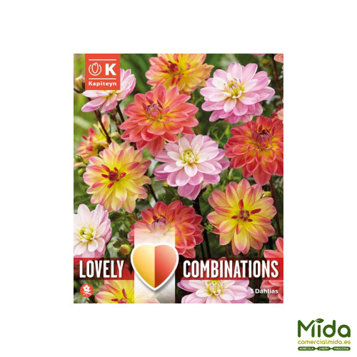 Kapiteyn Bulbos Combinados de DAHLIA PACIFIC BLEND o Mezcla del Pacífico
