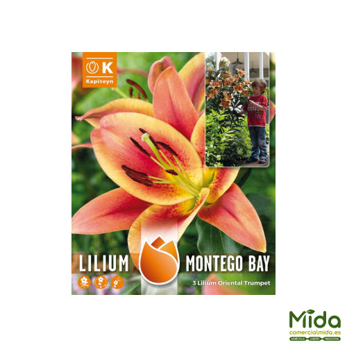 Bulbos de Lirios MONTEGO BAY con tallos vastos y flores aromáticas