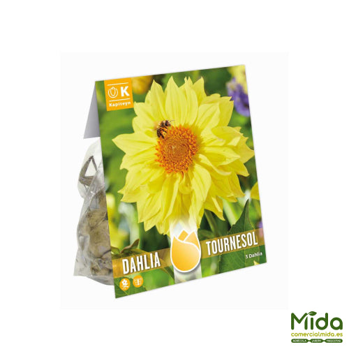 Bolsa de Bulbos de DAHLIA GIRASOL "TOURNESOL"