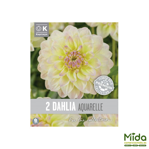 Kapiteyn Bulbos de DAHLIA DECORATIVA AQUARELLE