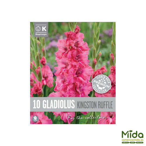 Kapiteyn Bulbos de GLADIOLO FLAMENCO SKINGSTON RUFFLE o Gladiolo Rizado
